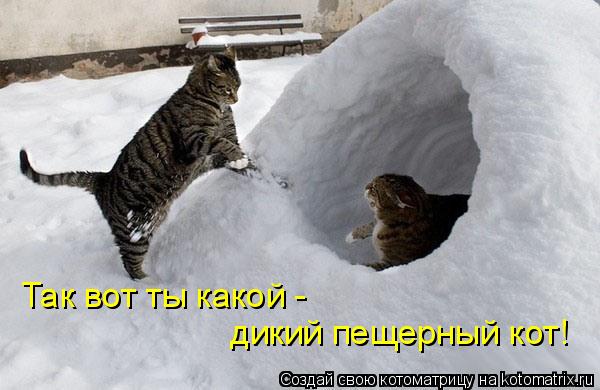 Так вот ты какой - дикий пещерный кот!... Котоматрица: Так вот ты какой - дикий пещерный кот!