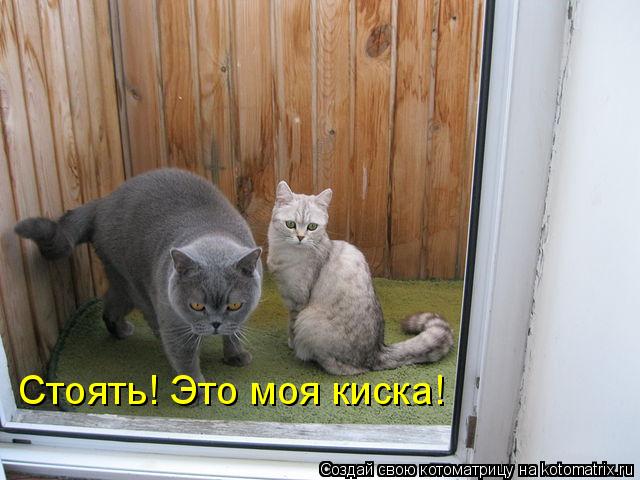 Стоять! Это моя киска!... Котоматрица: Стоять! Это моя киска!