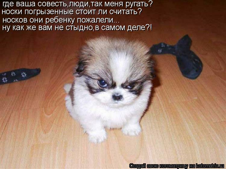где ваша совесть,люди,так меня ругать? носков они ребенку пожалели... ну как же вам не стыдно,в самом... Котоматрица: где ваша совесть,люди,так меня ругать? носков они ребенку пожалели... ну как же вам не стыдно,в самом деле?! носки погрызенные стоит ли считат