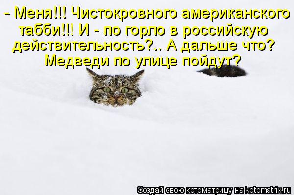- Меня!!! Чистокровного американского табби!!! И - по горло в российскую действительность?.. А дальше... Котоматрица: - Меня!!! Чистокровного американского табби!!! И - по горло в российскую действительность?.. А дальше что? Медведи по улице пойдут?