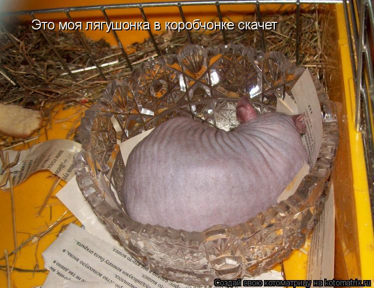 Это моя лягушонка в коробчонке скачет... Котоматрица: Это моя лягушонка в коробчонке скачет