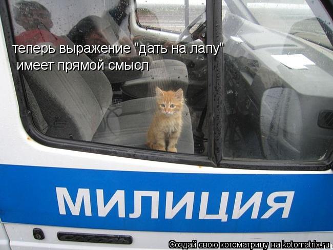 теперь выражение "дать на лапу" имеет прямой смысл... Котоматрица: теперь выражение "дать на лапу" имеет прямой смысл