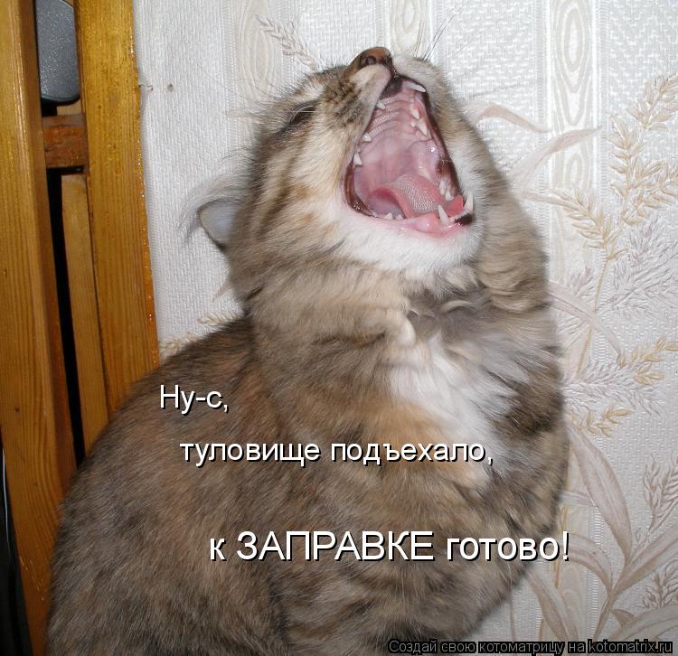 Ну-с, туловище подъехало, к ЗАПРАВКЕ готово!... Котоматрица: Ну-с, туловище подъехало, к ЗАПРАВКЕ готово!