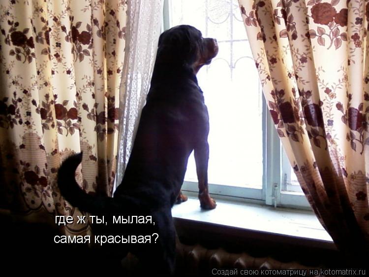 где ж ты, мылая, самая красывая?... Котоматрица: где ж ты, мылая, самая красывая?