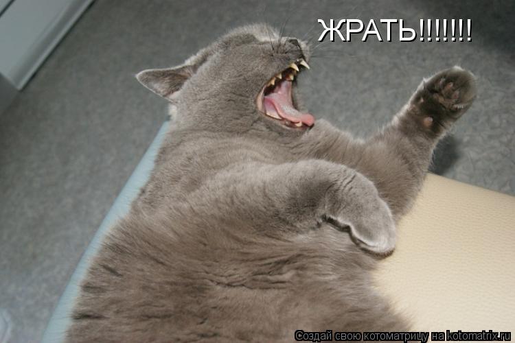 ЖРАТЬ!!!!!!!... Котоматрица: ЖРАТЬ!!!!!!!