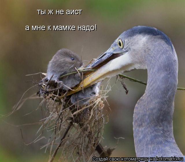 ты ж не аист а мне к мамке надо!... Котоматрица: ты ж не аист а мне к мамке надо!