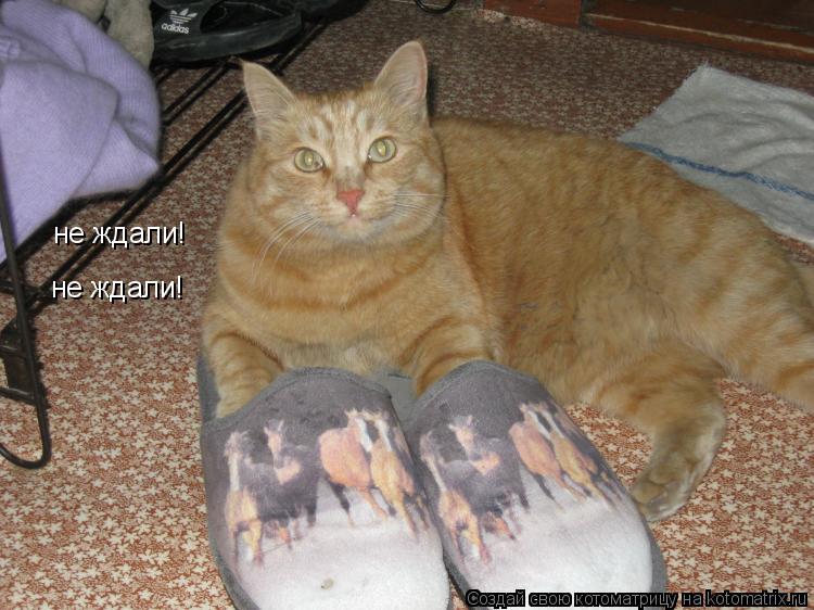 не ждали! не ждали!... Котоматрица: не ждали! не ждали!