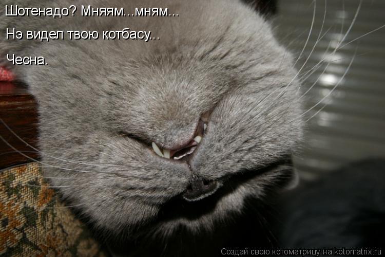 Котоматрица: Шотенадо? Мняям...мням... Нэ видел твою котбасу... Чесна.