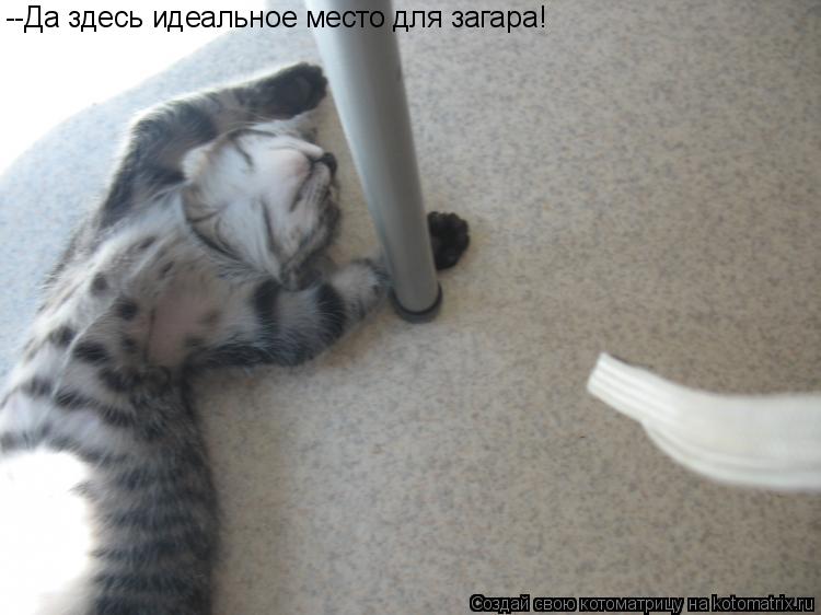 Котоматрица: --Да здесь идеальное место для загара!