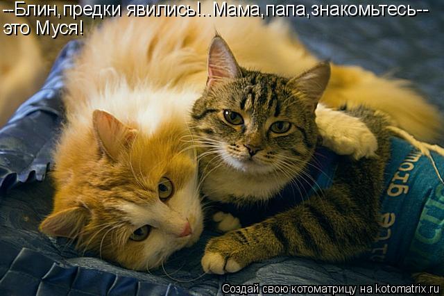 --Блин,предки явились!..Мама,папа,знакомьтесь-- это Муся!... Котоматрица: --Блин,предки явились!..Мама,папа,знакомьтесь-- это Муся!
