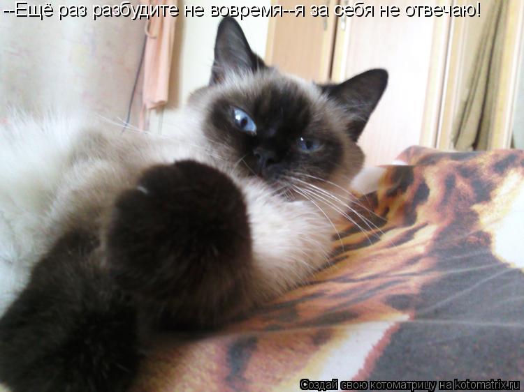 --Ещё раз разбудите не вовремя--я за себя не отвечаю!... Котоматрица: --Ещё раз разбудите не вовремя--я за себя не отвечаю!