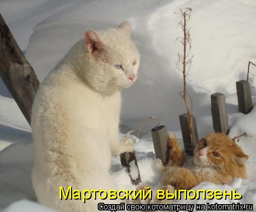 Мартовский выползень... Котоматрица: Мартовский выползень
