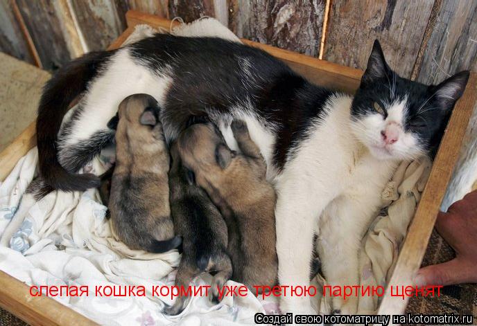 слепая кошка кормит уже третюю партию щенят... Котоматрица: слепая кошка кормит уже третюю партию щенят