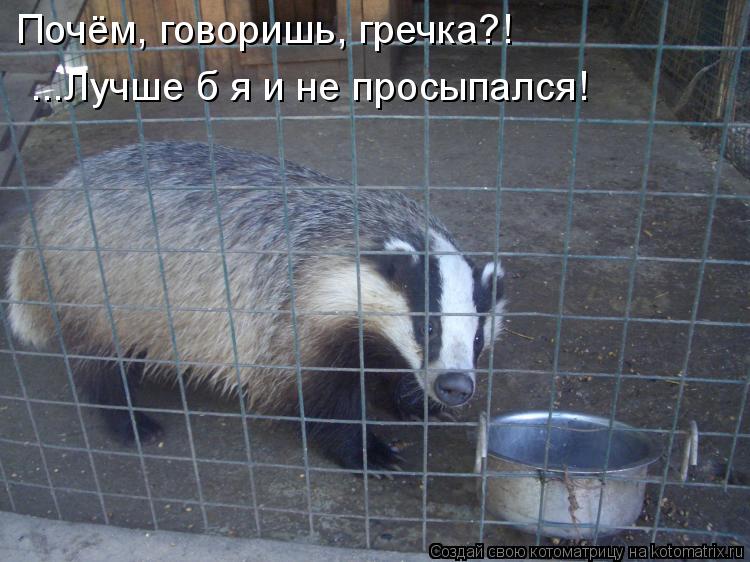 Почём, говоришь, гречка?! ...Лучше б я и не просыпался!... Котоматрица: Почём, говоришь, гречка?! ...Лучше б я и не просыпался!