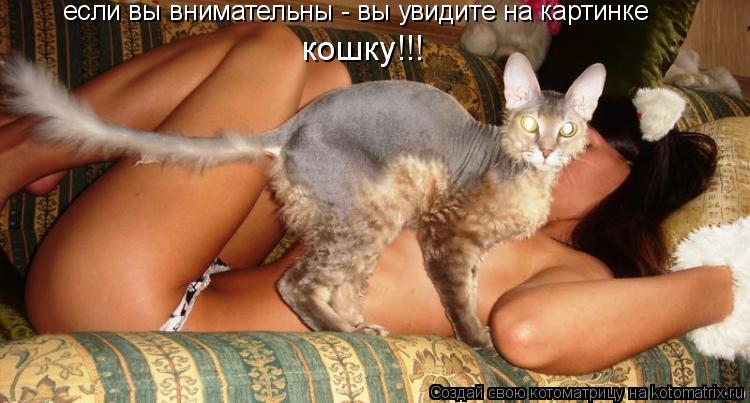 если вы внимательны - вы увидите на картинке кошку!!!... Котоматрица: если вы внимательны - вы увидите на картинке кошку!!!