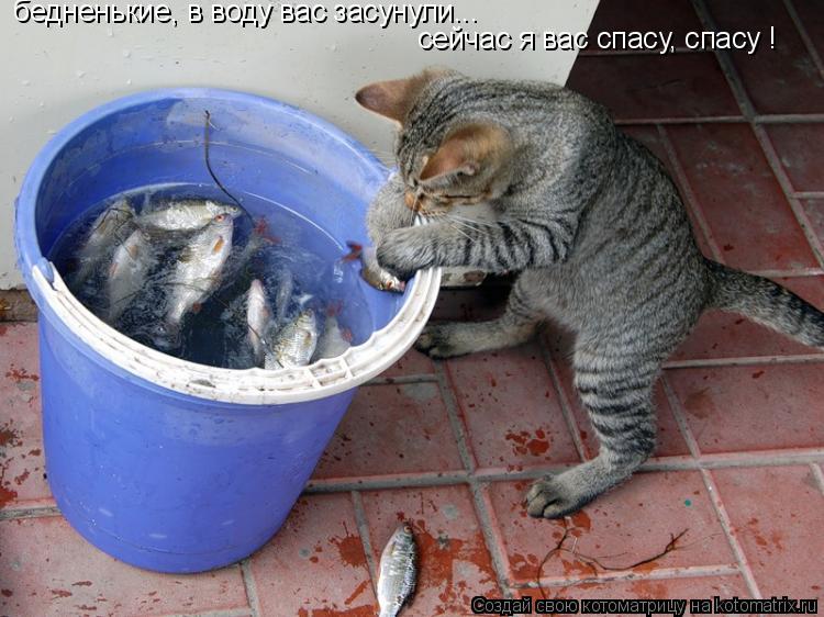 сейчас я вас спасу, спасу ! бедненькие, в воду вас засунули...... Котоматрица: сейчас я вас спасу, спасу ! бедненькие, в воду вас засунули...
