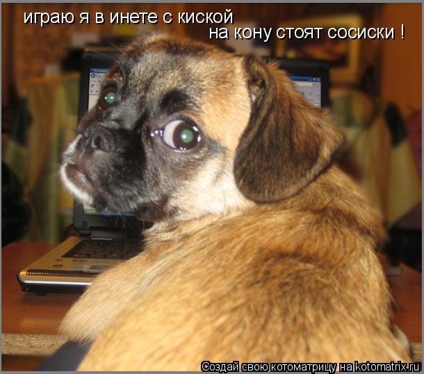 играю я в инете с киской на кону стоят сосиски !... Котоматрица: играю я в инете с киской на кону стоят сосиски !