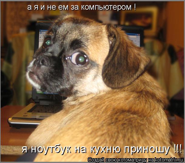 а я и не ем за компьютером ! я ноутбук на кухню приношу !!!... Котоматрица: а я и не ем за компьютером ! я ноутбук на кухню приношу !!!
