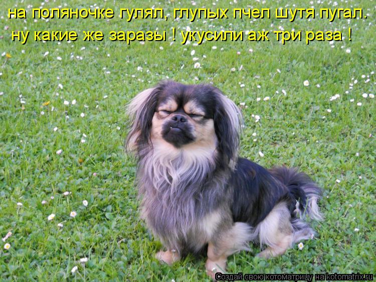 на поляночке гулял, глупых пчел шутя пугал. укусили аж три раза ! ну какие же заразы !... Котоматрица: на поляночке гулял, глупых пчел шутя пугал. укусили аж три раза ! ну какие же заразы !