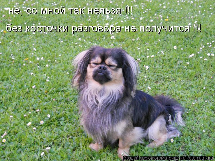 не, со мной так нельзя !!! без косточки разговора не получится !!!... Котоматрица: не, со мной так нельзя !!! без косточки разговора не получится !!!