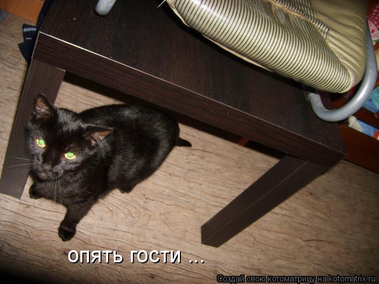 опять гости ...... Котоматрица: опять гости ...