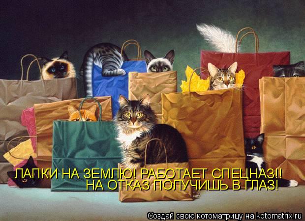 ЛАПКИ НА ЗЕМЛЮ! РАБОТАЕТ СПЕЦНАЗ!! НА ОТКАЗ ПОЛУЧИШЬ В ГЛАЗ!... Котоматрица: ЛАПКИ НА ЗЕМЛЮ! РАБОТАЕТ СПЕЦНАЗ!! НА ОТКАЗ ПОЛУЧИШЬ В ГЛАЗ!