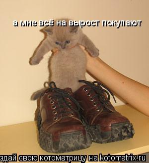 а мне всё на вырост покупают... Котоматрица: а мне всё на вырост покупают