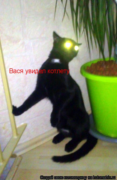 Вася увидел котлету... Котоматрица: Вася увидел котлету