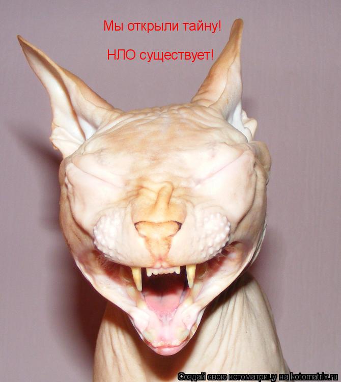 Мы открыли тайну! НЛО существует!... Котоматрица: Мы открыли тайну! НЛО существует!