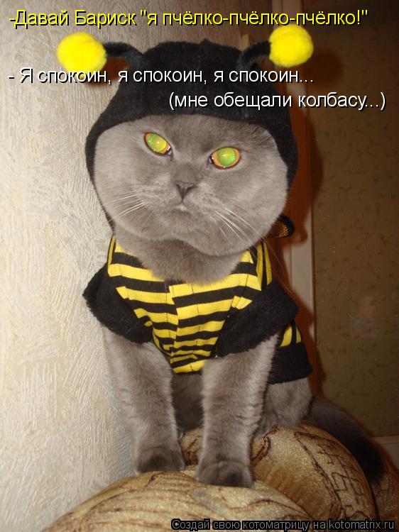 -Давай Бариск "я пчёлко-пчёлко-пчёлко!" - Я спокоин, я спокоин, я спокоин... (мне обещали колбасу...)... Котоматрица: -Давай Бариск "я пчёлко-пчёлко-пчёлко!" - Я спокоин, я спокоин, я спокоин... (мне обещали колбасу...)