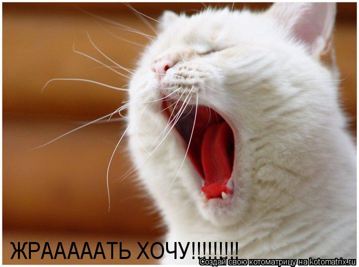 ЖРАААААТЬ ХОЧУ!!!!!!!!!... Котоматрица: ЖРАААААТЬ ХОЧУ!!!!!!!!!