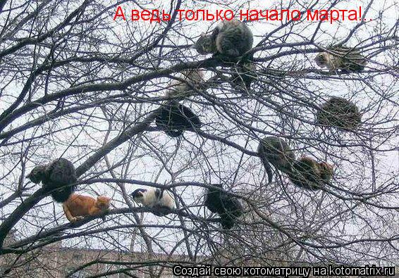 А ведь только начало марта!..... Котоматрица: А ведь только начало марта!..