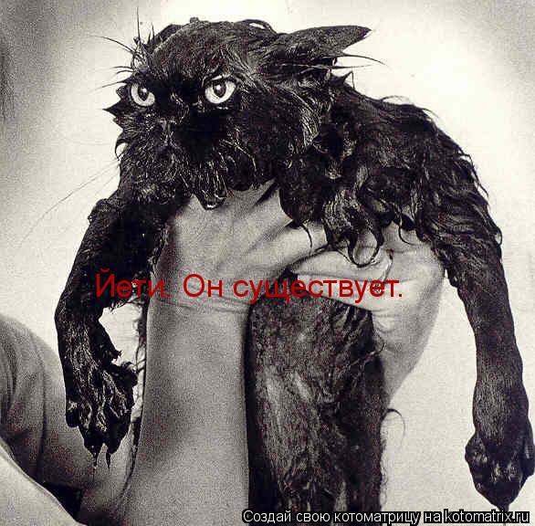 Йети. Он существует.... Котоматрица: Йети. Он существует.