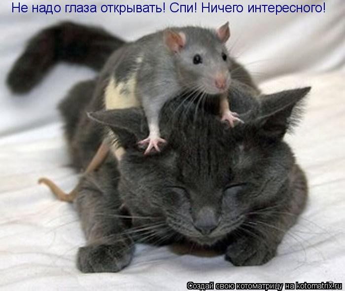 Не надо глаза открывать! Спи! Ничего интересного!... Котоматрица: Не надо глаза открывать! Спи! Ничего интересного!