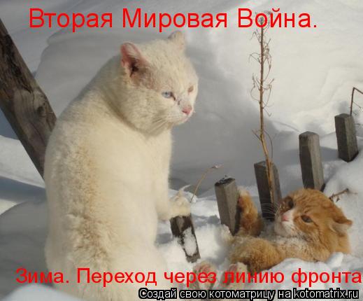 Вторая Мировая Война. Зима. Переход через линию фронта.... Котоматрица: Вторая Мировая Война. Зима. Переход через линию фронта.