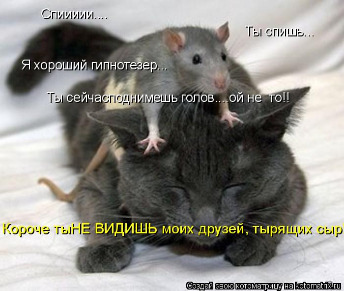 Спиииии.... Ты спишь... Я хороший гипнотезер... Ты сейчасподнимешь голов....ой не то!! Короче тыНЕ В... Котоматрица: Спиииии.... Ты спишь... Я хороший гипнотезер... Ты сейчасподнимешь голов....ой не то!! Короче тыНЕ ВИДИШЬ моих друзей, тырящих сыр!