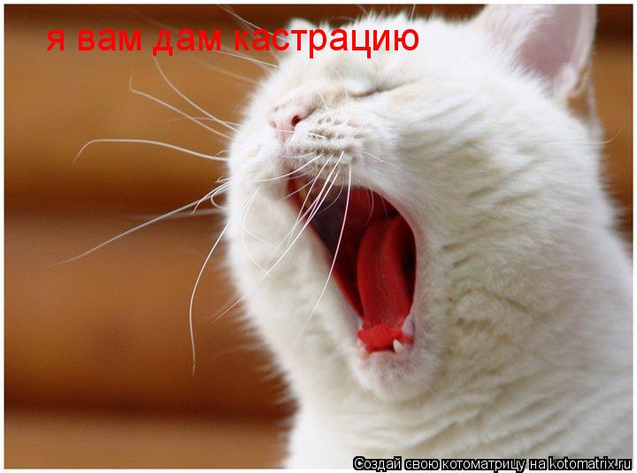 я вам дам кастрацию... Котоматрица: я вам дам кастрацию