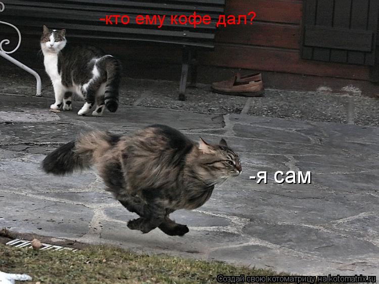 -кто ему кофе дал? -я сам... Котоматрица: -кто ему кофе дал? -я сам