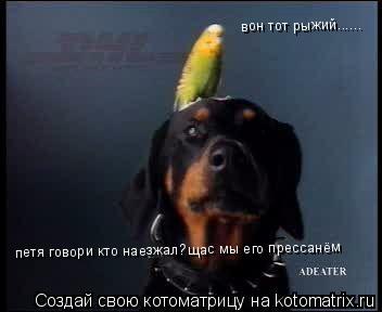 петя говори кто наезжал?щас мы его прессанём вон тот рыжий...... вон тот рыжий......... Котоматрица: петя говори кто наезжал?щас мы его прессанём вон тот рыжий...... вон тот рыжий......