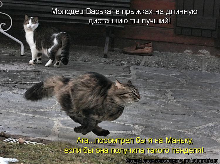 -Молодец Васька, в прыжках на длинную дистанцию ты лучший! Ага...посомтрел бы я на Маньку, если бы о... Котоматрица: -Молодец Васька, в прыжках на длинную дистанцию ты лучший! Ага...посомтрел бы я на Маньку, если бы она получила такого пенделя!