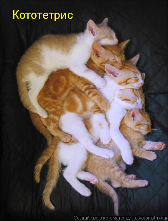 Кототетрис... Котоматрица: Кототетрис
