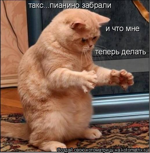 такс...пианино забрали и что мне теперь делать... Котоматрица: такс...пианино забрали и что мне теперь делать