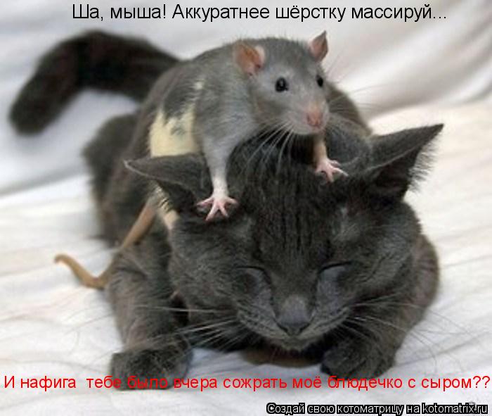 Ша, мыша! Аккуратнее шёрстку массируй... И нафига тебе было вчера сожрать моё блюдечко с сыром???... Котоматрица: Ша, мыша! Аккуратнее шёрстку массируй... И нафига тебе было вчера сожрать моё блюдечко с сыром???