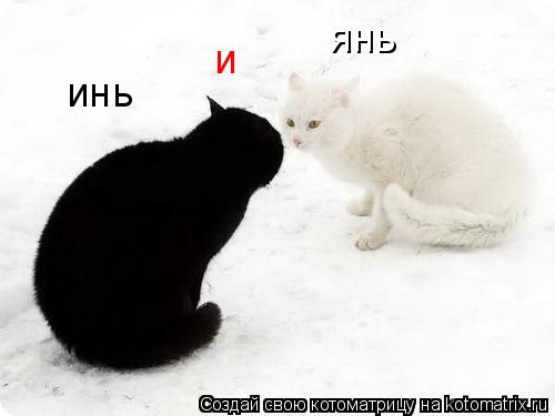 инь и янь... Котоматрица: инь и янь