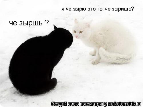 че зыршь ? я че зырю это ты че зыришь?... Котоматрица: че зыршь ? я че зырю это ты че зыришь?