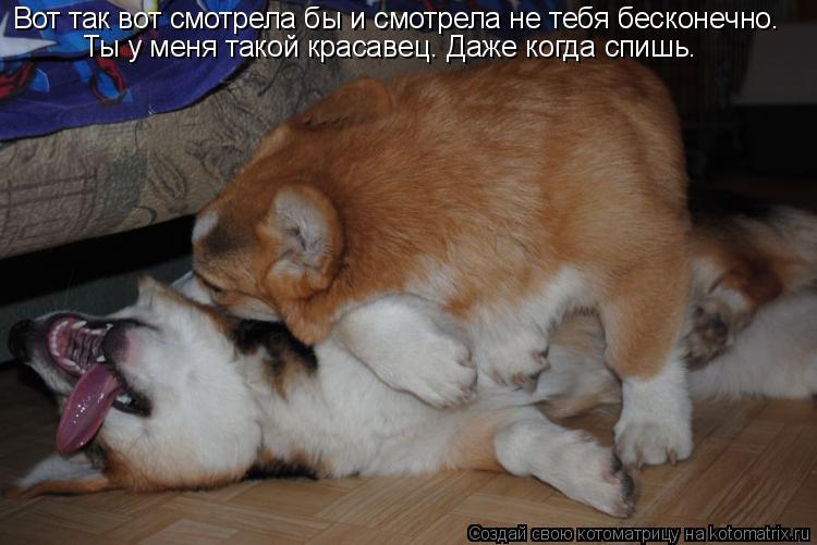 Вот так вот смотрела бы и смотрела не тебя бесконечно. Ты у меня такой красавец. Даже когда спишь.... Котоматрица: Вот так вот смотрела бы и смотрела не тебя бесконечно. Ты у меня такой красавец. Даже когда спишь.