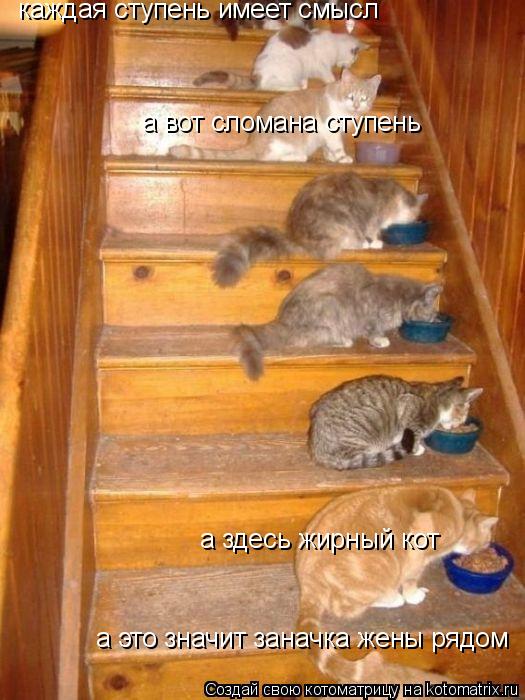 каждая ступень имеет смысл а вот сломана ступень а здесь жирный кот а это значит заначка жены рядом... Котоматрица: каждая ступень имеет смысл а вот сломана ступень а здесь жирный кот а это значит заначка жены рядом