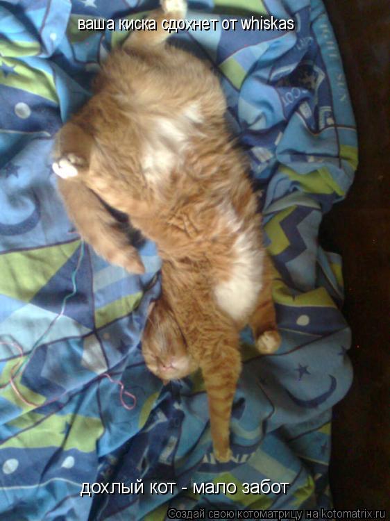 ваша киска сдохнет от whiskas дохлый кот - мало забот... Котоматрица: ваша киска сдохнет от whiskas дохлый кот - мало забот