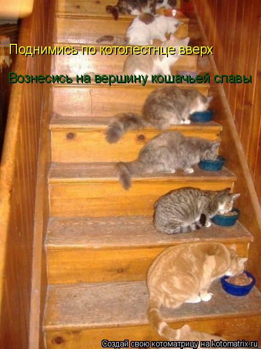 Вознесись на вершину кошачьей славы Поднимись по котолестнце вверх... Котоматрица: Вознесись на вершину кошачьей славы Поднимись по котолестнце вверх