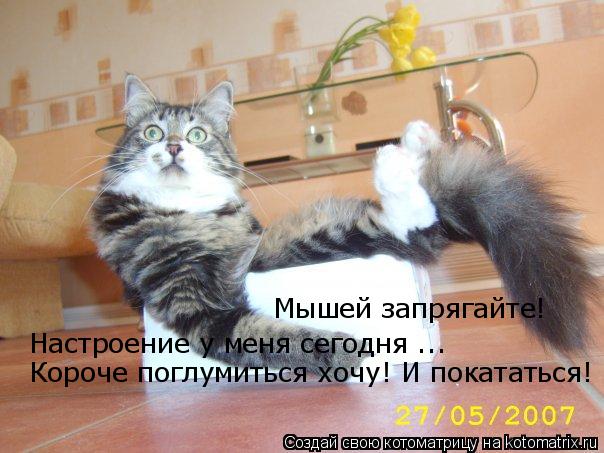 Мышей запрягайте! Настроение у меня сегодня ... Короче поглумиться хочу! И покататься!... Котоматрица: Мышей запрягайте! Настроение у меня сегодня ... Короче поглумиться хочу! И покататься!